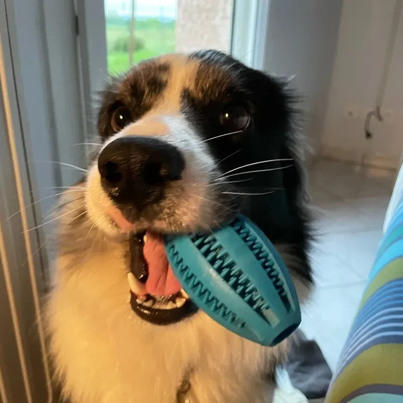 Natural Rubber Treat Ball – Dental Dog Toy for Big Chewers