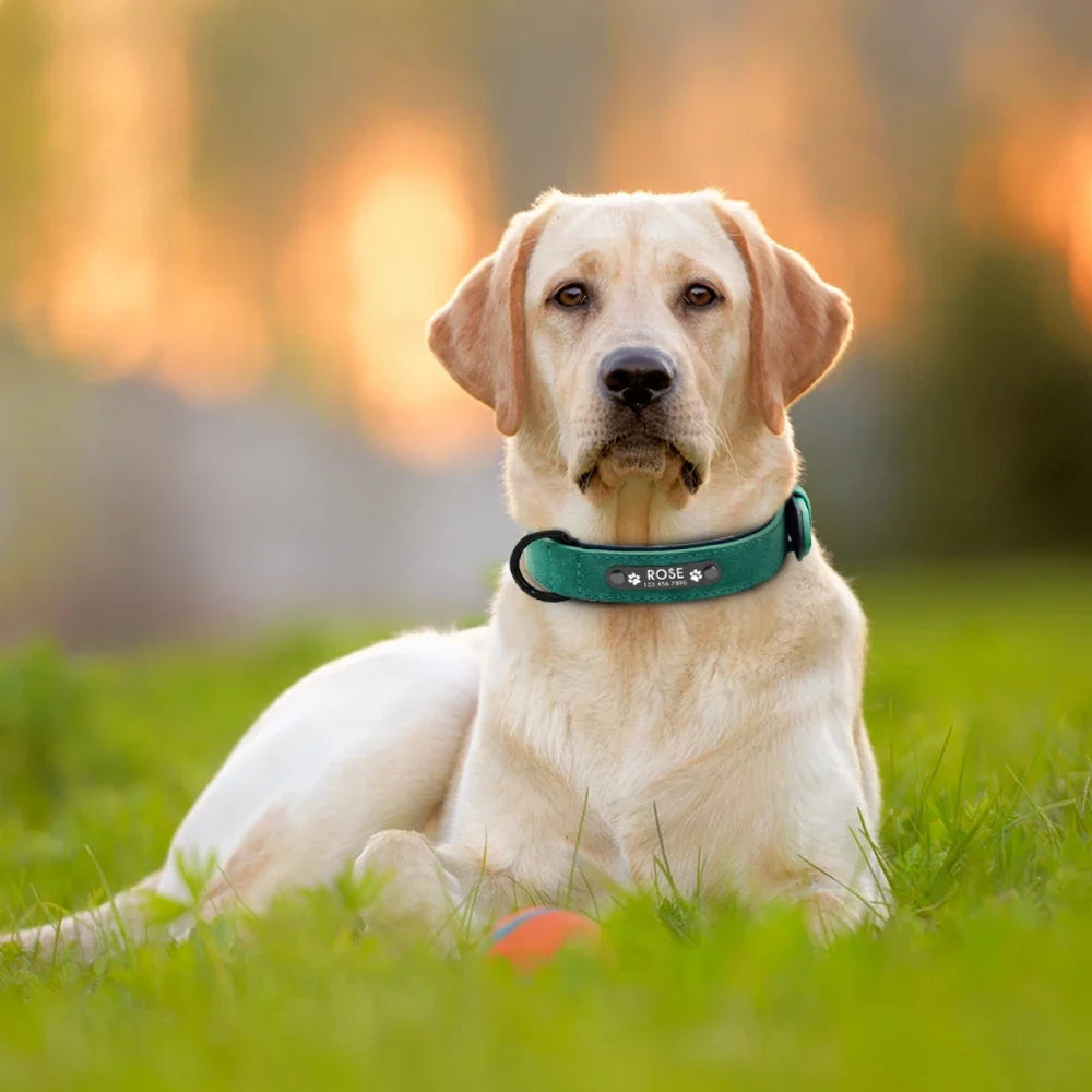 Personalized Leather Dog Collar with Engraved Nameplate — Soft Padded Leather, Silent ID